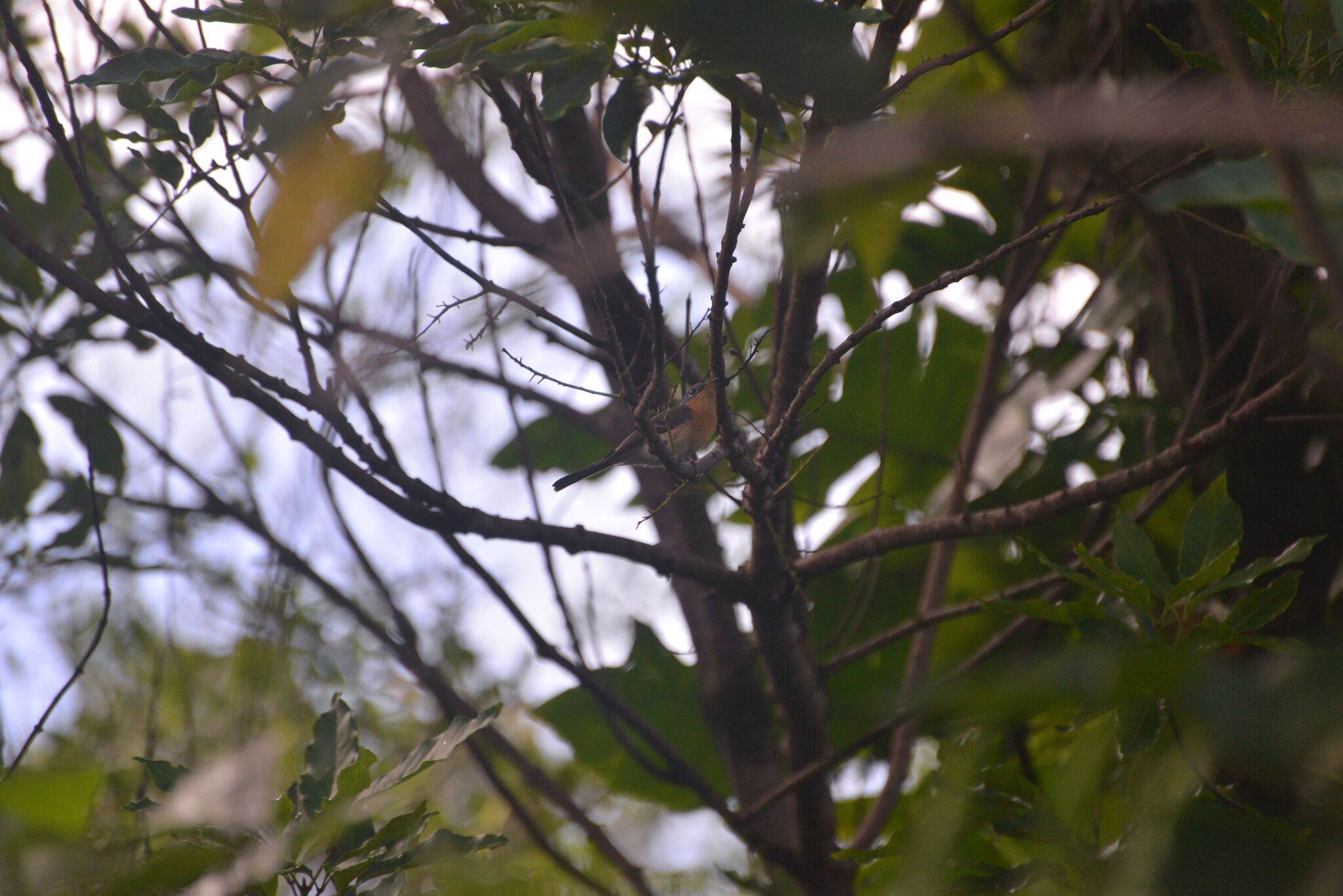 Melanesian Flycatcher (Myiagra caledonica), photo 2