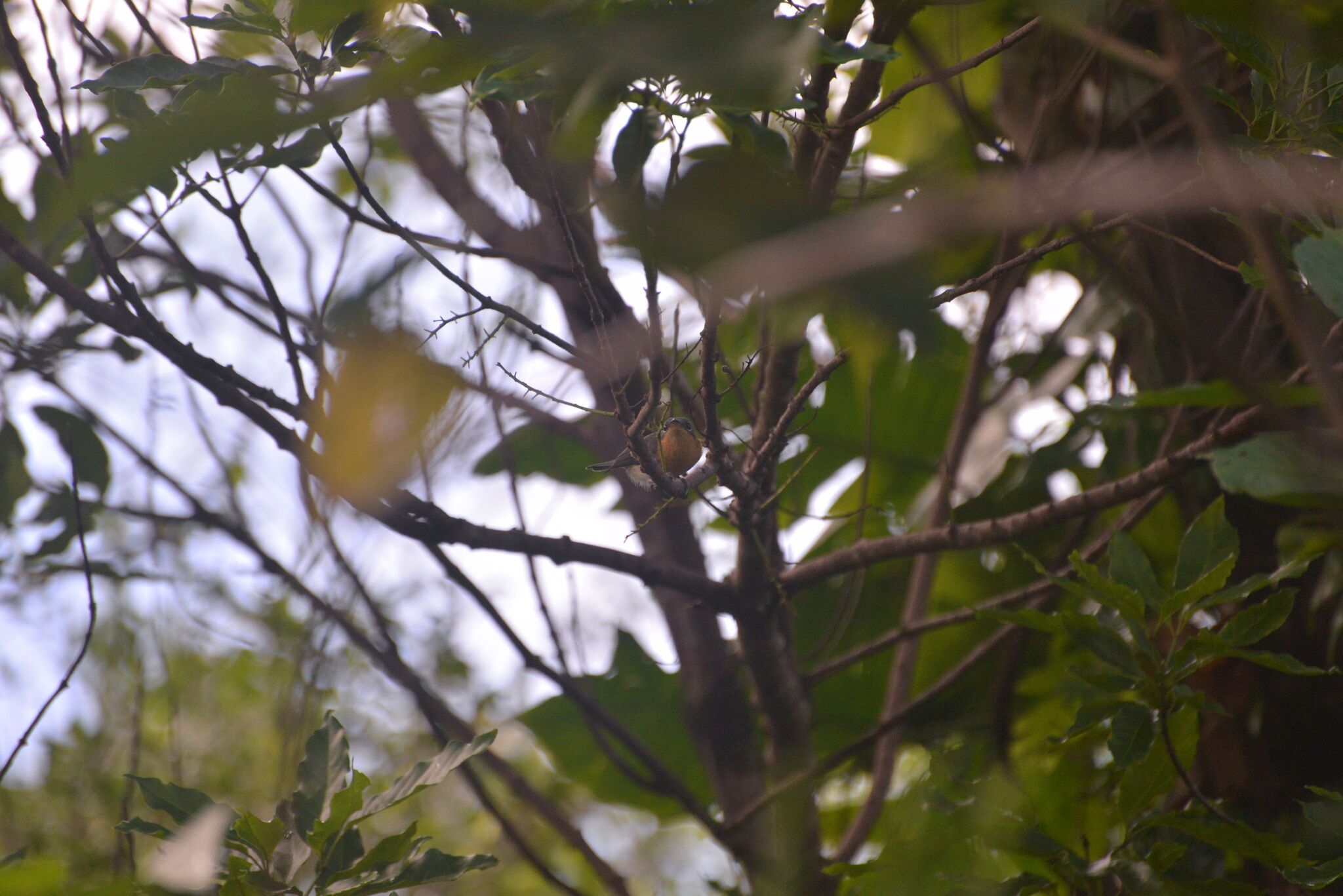 Melanesian Flycatcher (Myiagra caledonica), photo 3