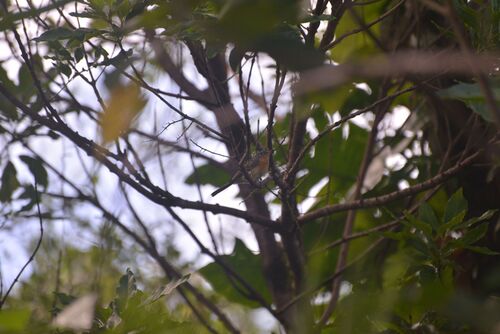 Melanesian Flycatcher (Myiagra caledonica)