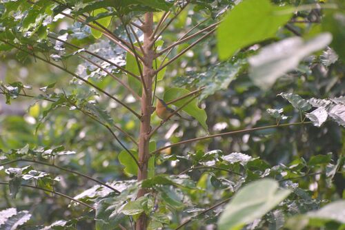 Melanesian Flycatcher (Myiagra caledonica), photo 6
