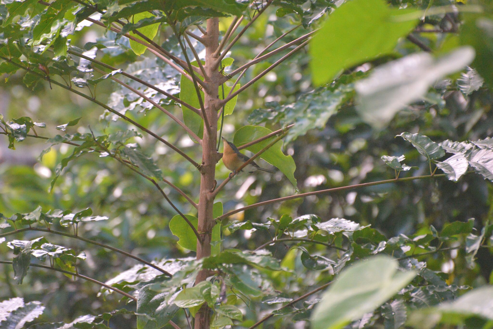 Melanesian Flycatcher (Myiagra caledonica), photo 5