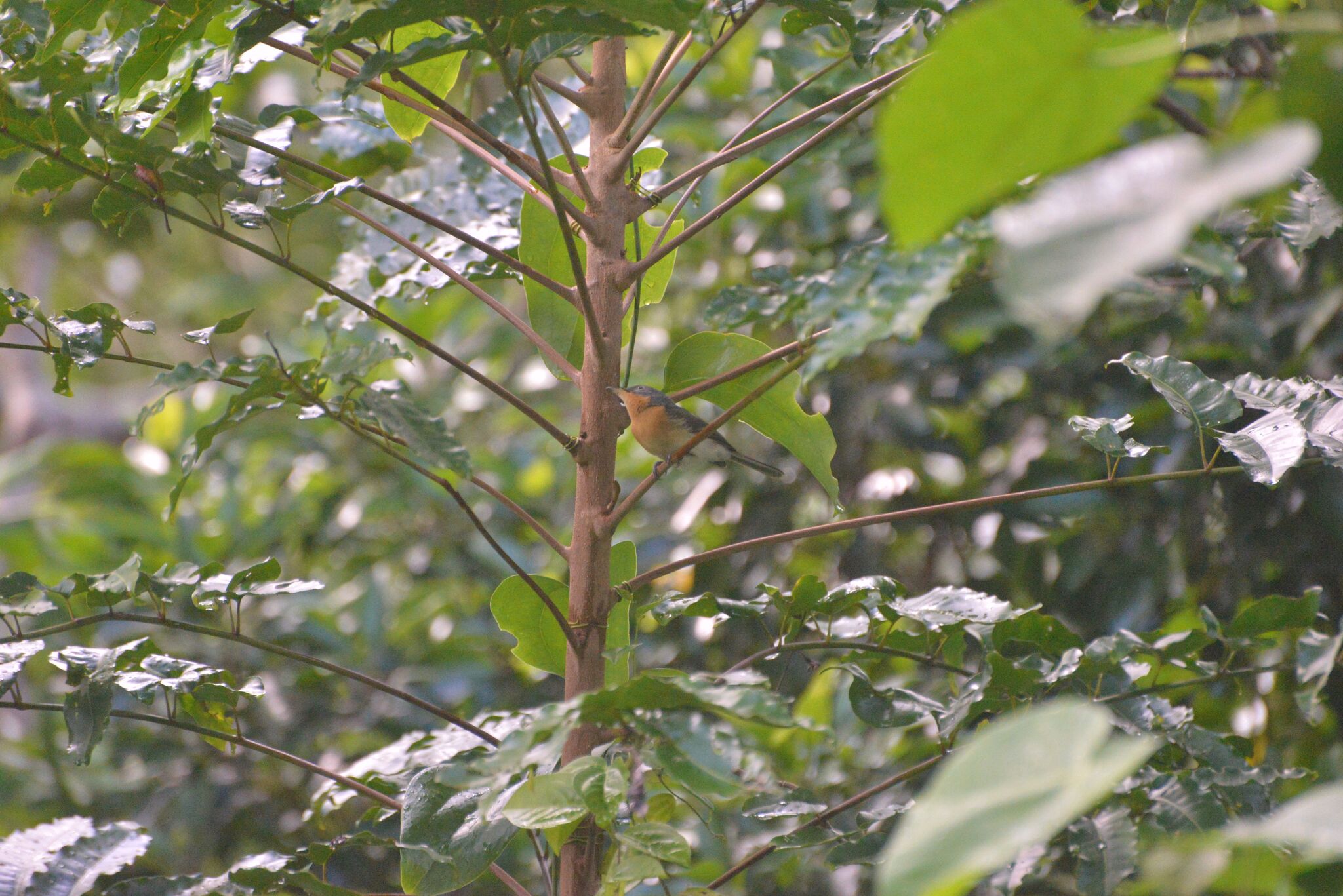 Melanesian Flycatcher (Myiagra caledonica), photo 4