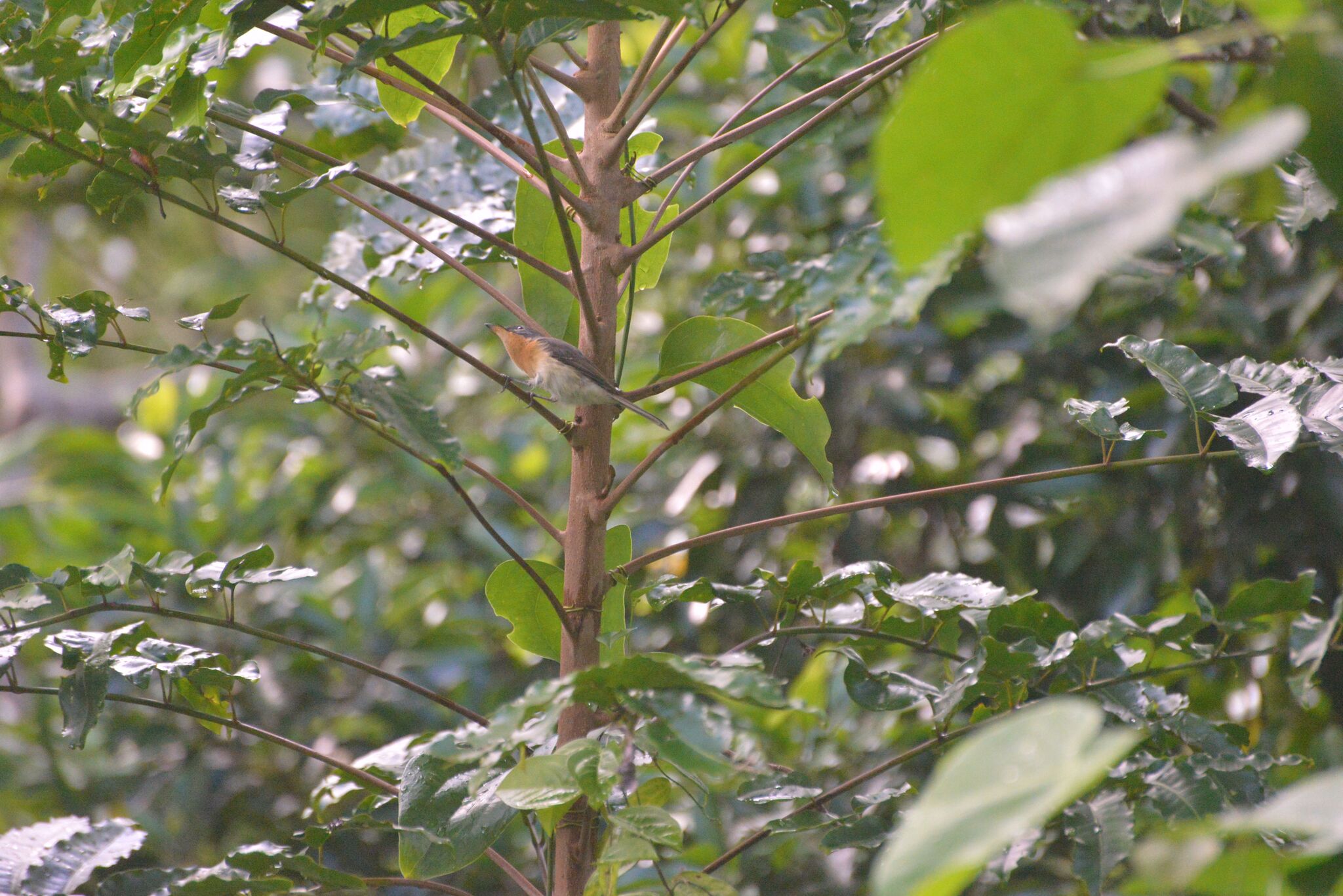 Melanesian Flycatcher (Myiagra caledonica), photo 6