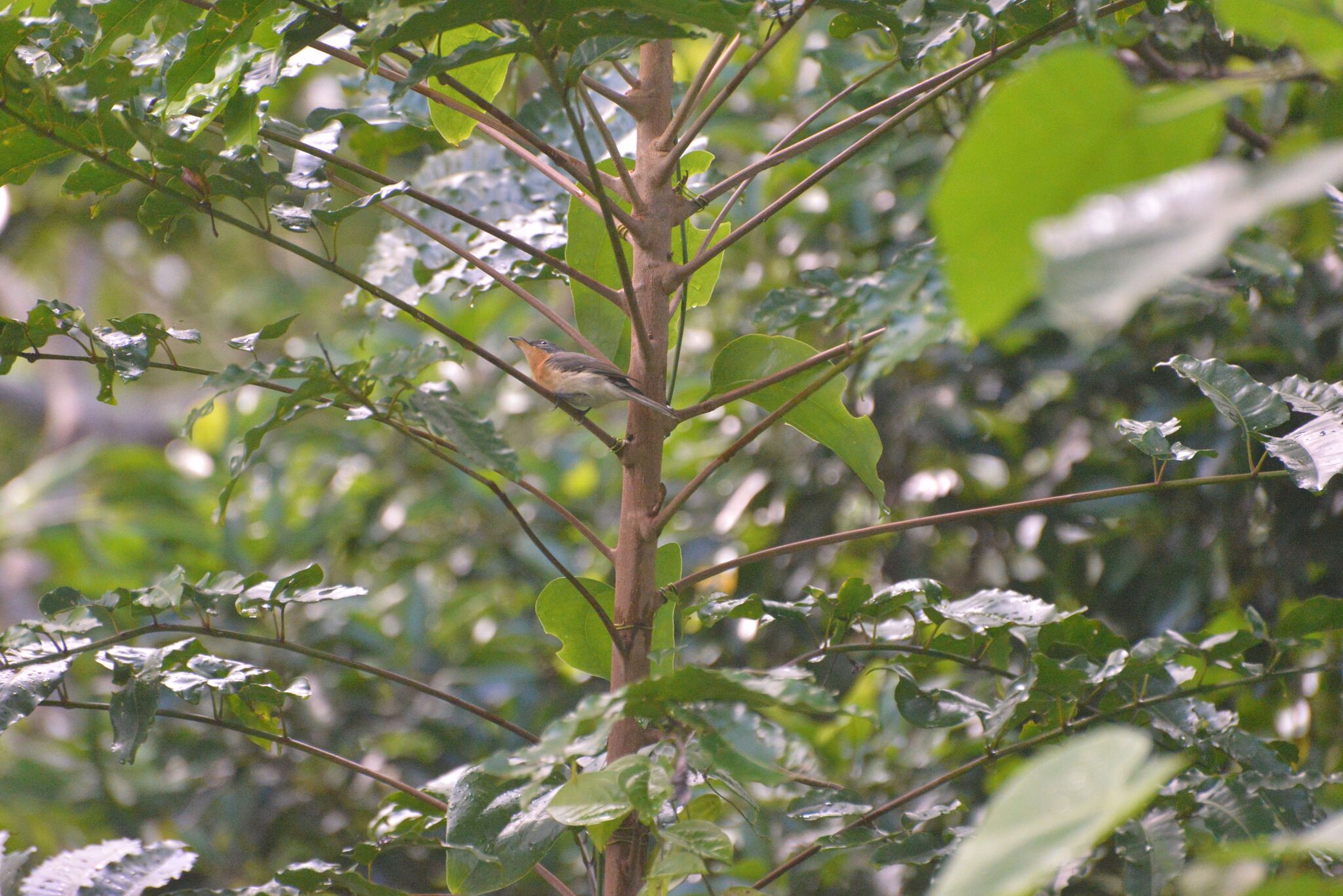 Melanesian Flycatcher (Myiagra caledonica), photo 7