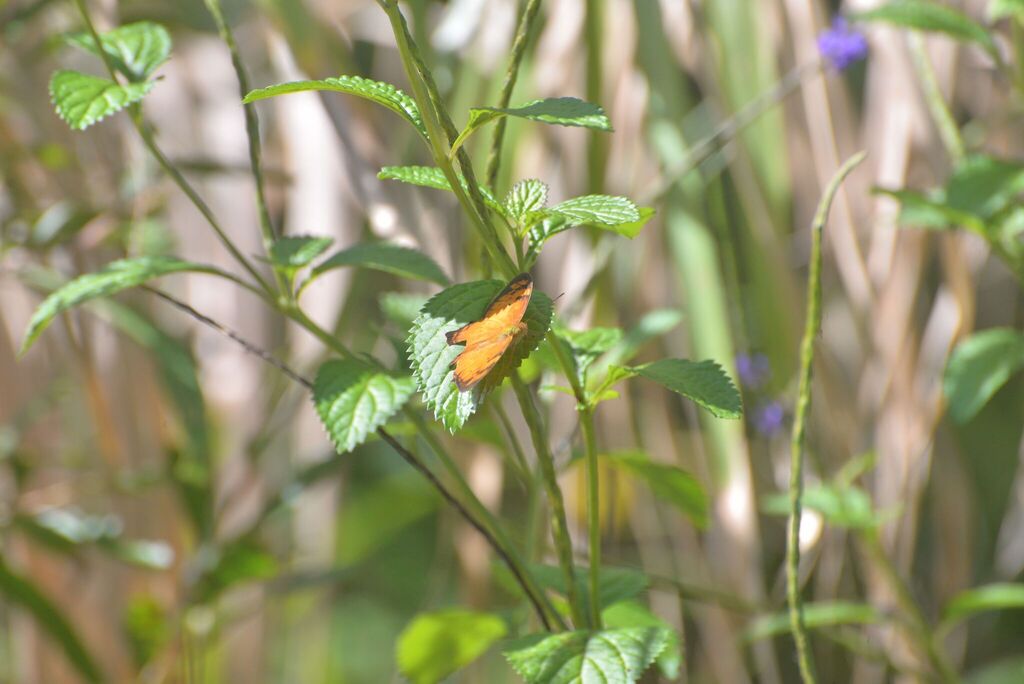 Mariana Wandering Butterfly