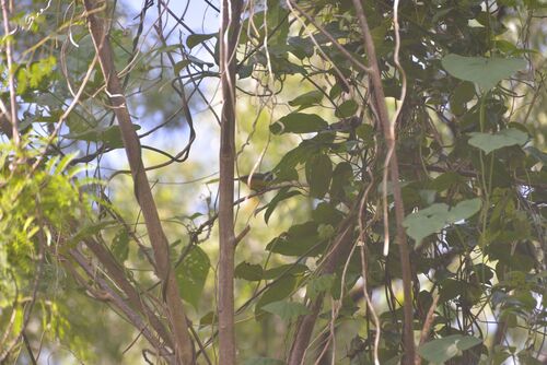 Melanesian Whistler (Pachycephala chlorura), photo 10