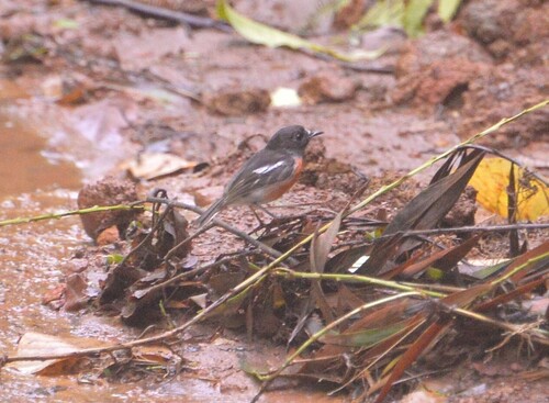 Pacific Robin (Petroica pusilla), photo 10
