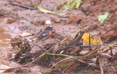 Pacific Robin (Petroica pusilla), photo 9
