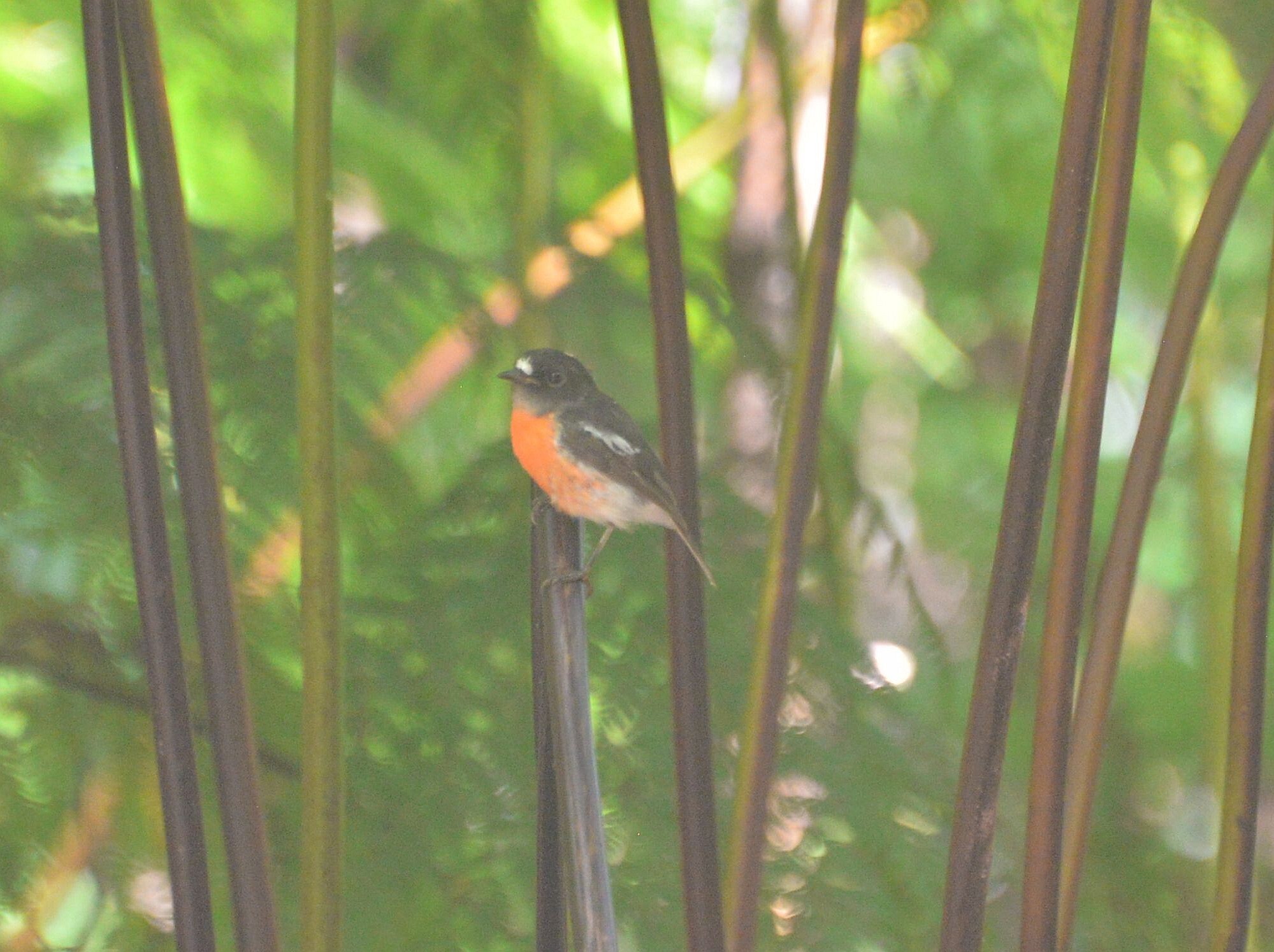 Pacific Robin (Petroica pusilla), photo 9
