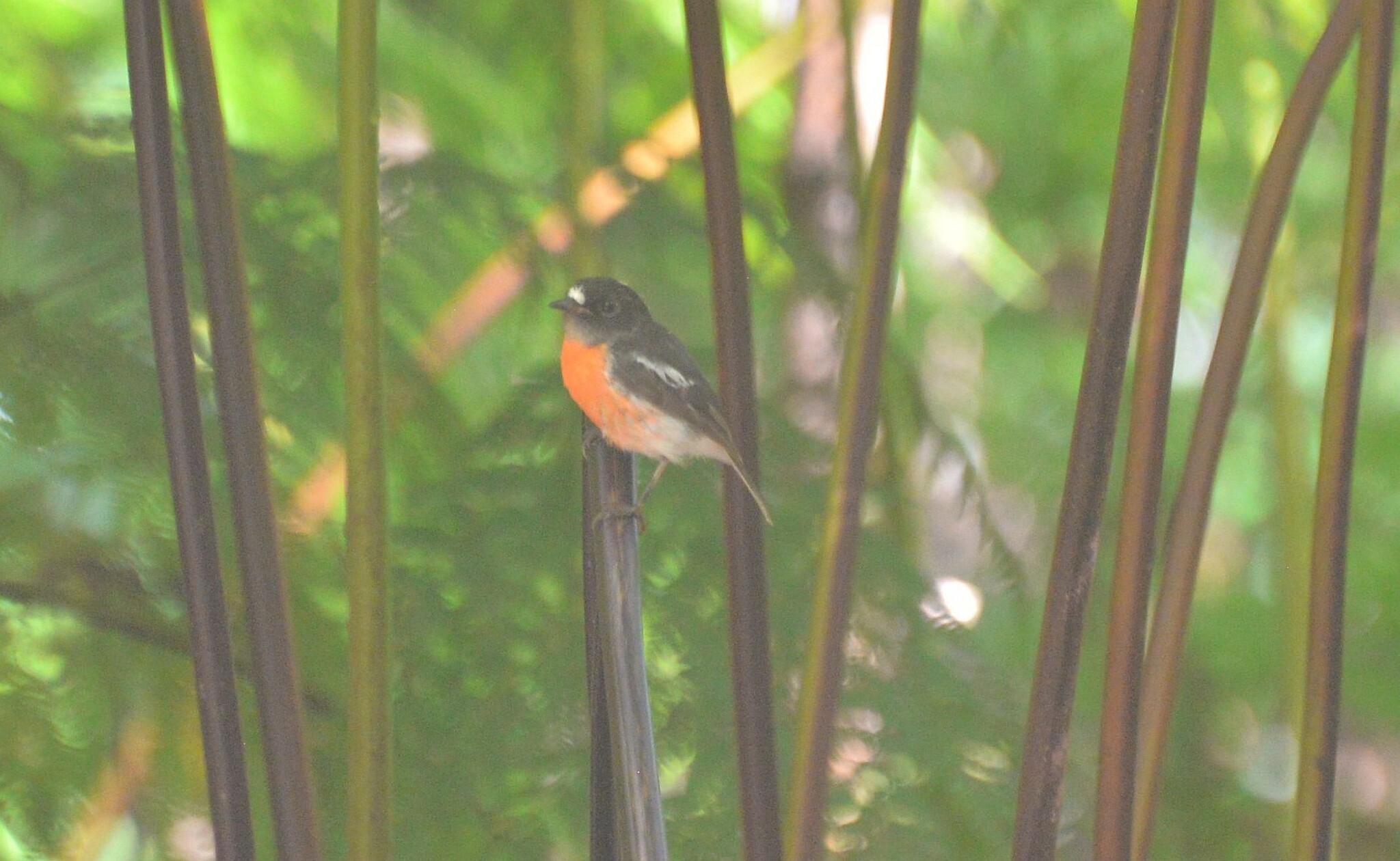 Pacific Robin (Petroica pusilla), photo 10