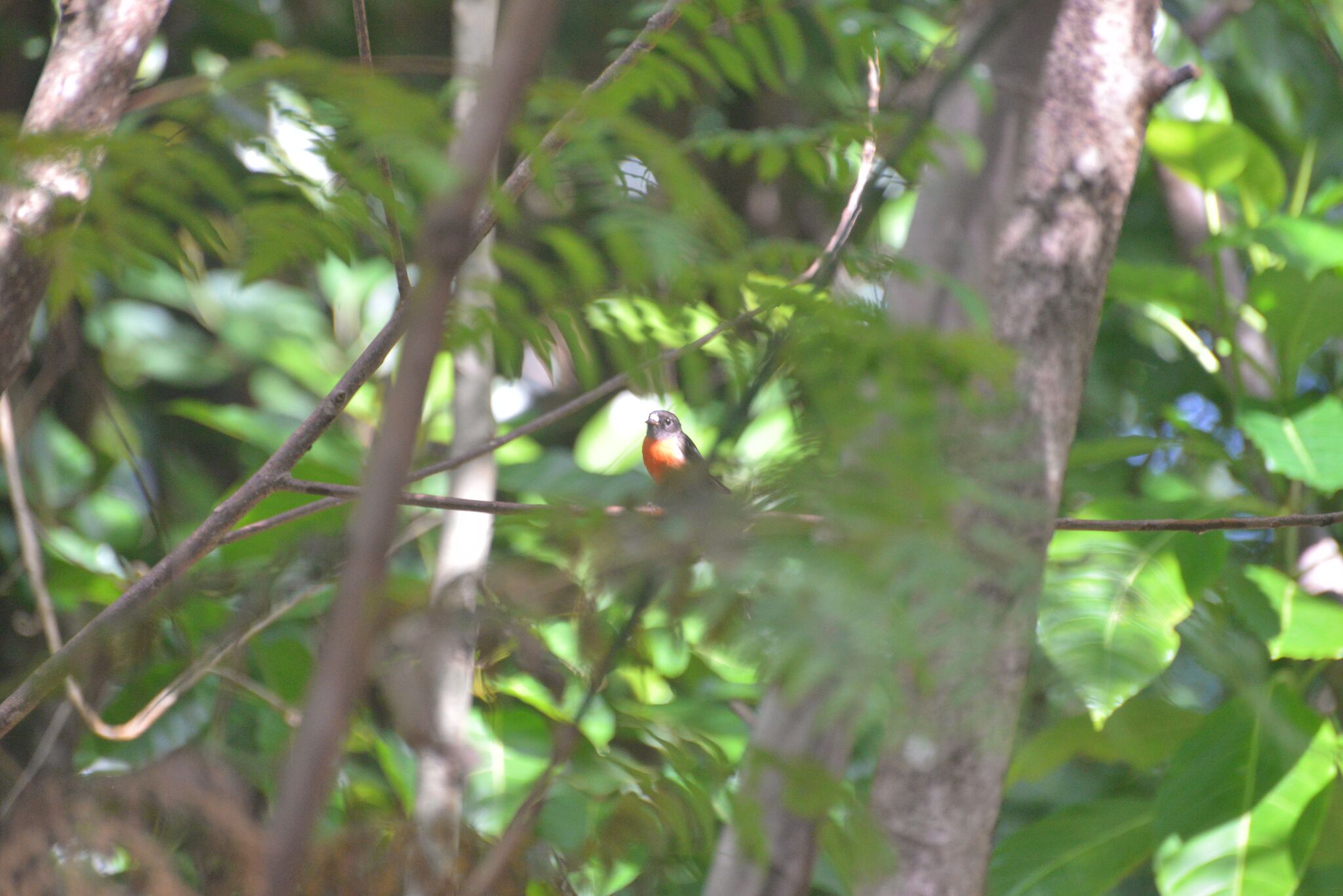 Pacific Robin (Petroica pusilla), photo 4