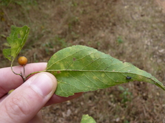 Celtis smallii