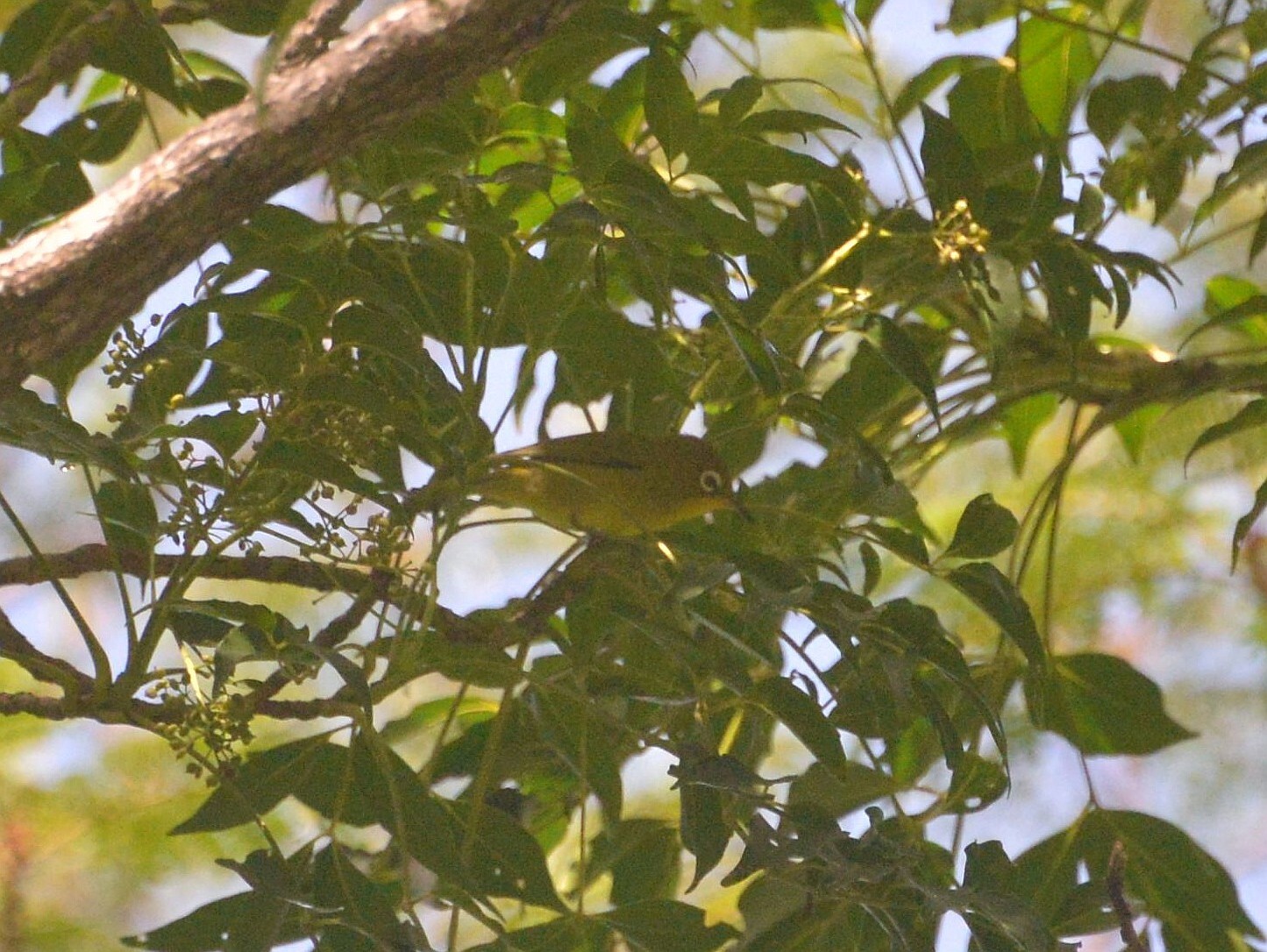 Vanuatu White-eye (Zosterops flavifrons), photo 10