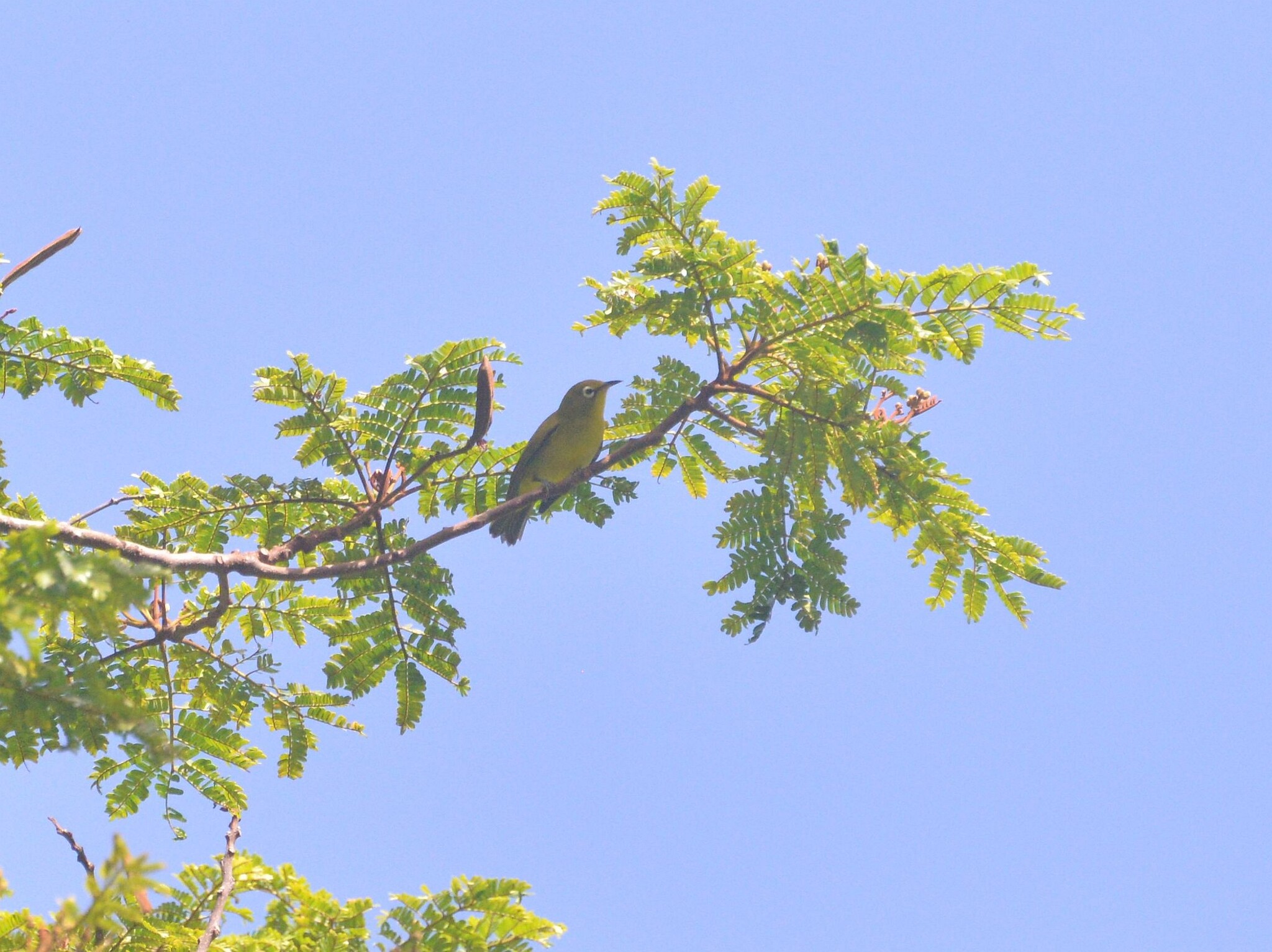 Yellow-fronted White-eye illustration