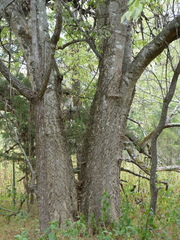 Celtis smallii