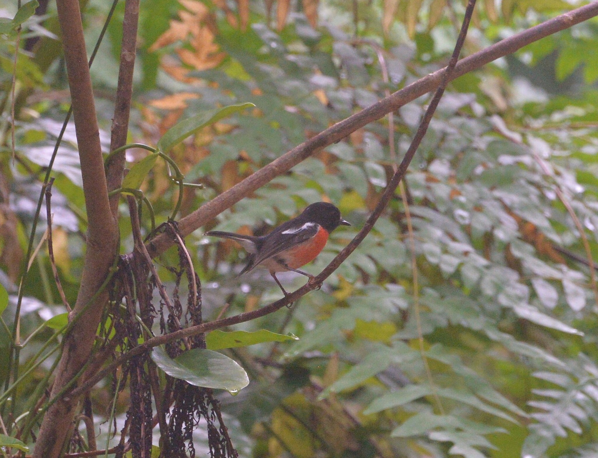 Pacific Robin (Petroica pusilla), photo 3
