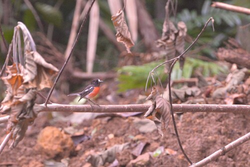 Pacific Robin (Petroica pusilla), photo 6