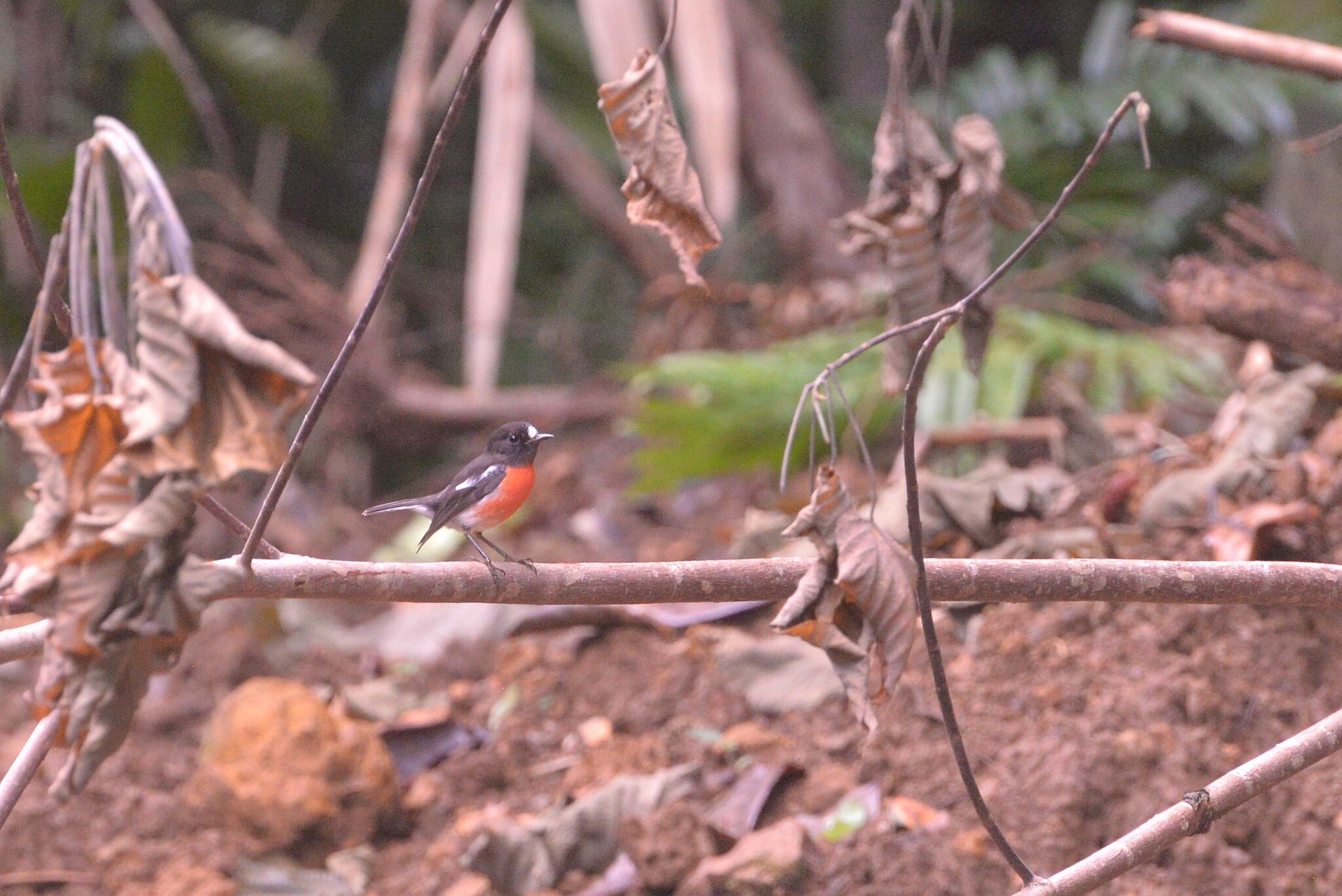 Pacific Robin (Petroica pusilla), photo 8