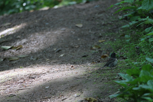 Dark-eyed Junco