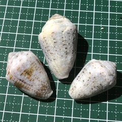 Conus coronatus
