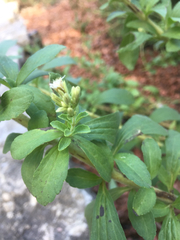 Stevia rebaudiana