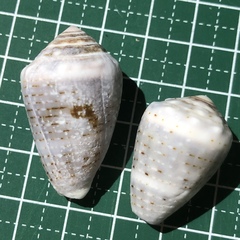 Conus coronatus