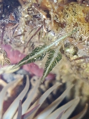 Bryopsis