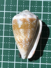 Conus