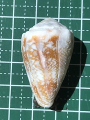Conus