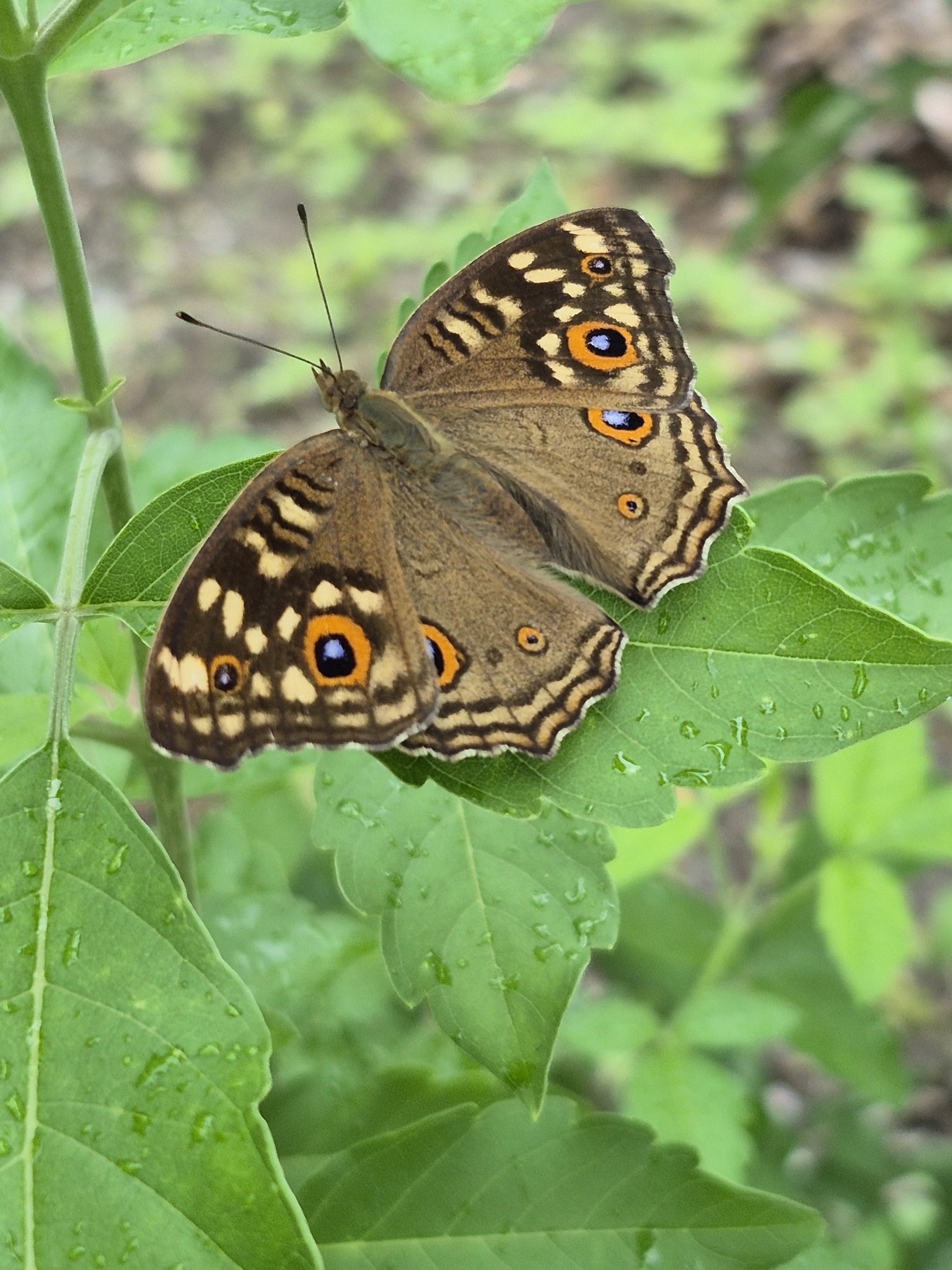 Lemon Pansy