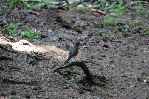 American Robin