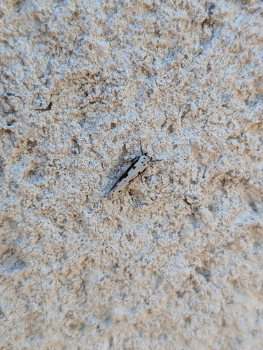 Ethmia bipunctella