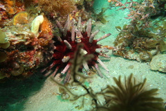 Phyllacanthus irregularis