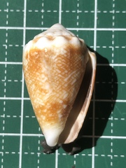 Conus miliaris image