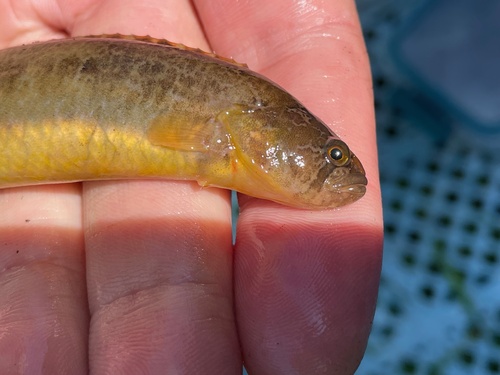 Tidepool gunnel (Pholis nebulosa) — Pholidae — 2