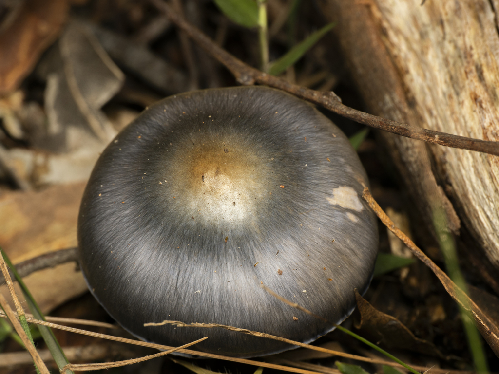 Cortinarius rotundisporus · July 2025 · photo: © austenarmstrong (iNaturalist, cc-by)