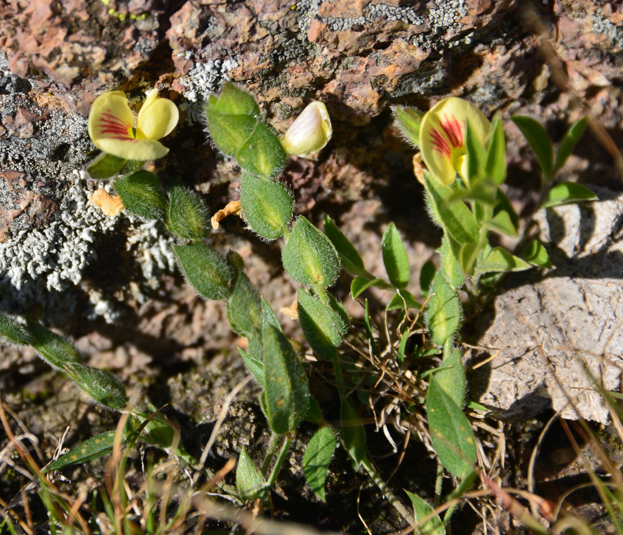 Zornia reticulata
