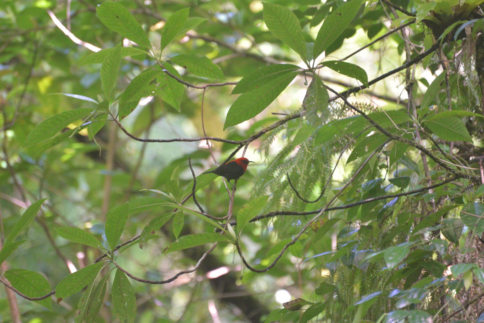 Cardinal Myzomela (Myzomela cardinalis), photo 6