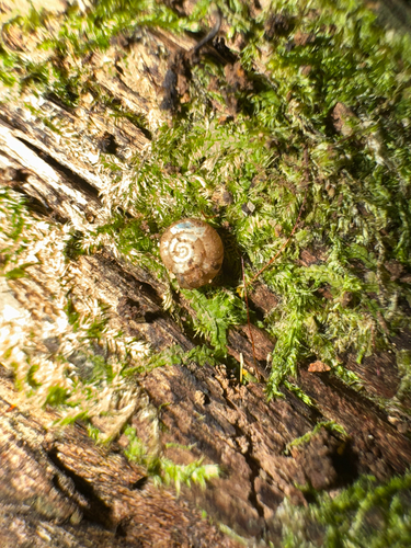 Elsothera sericatula observed 2025-07-11