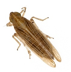 Prokelisia