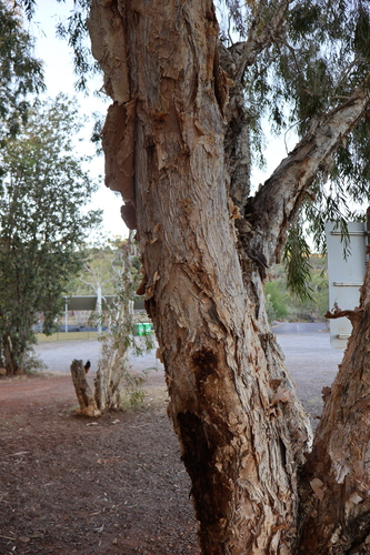 Weeping Paperbark