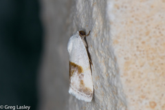Ponometia binocula