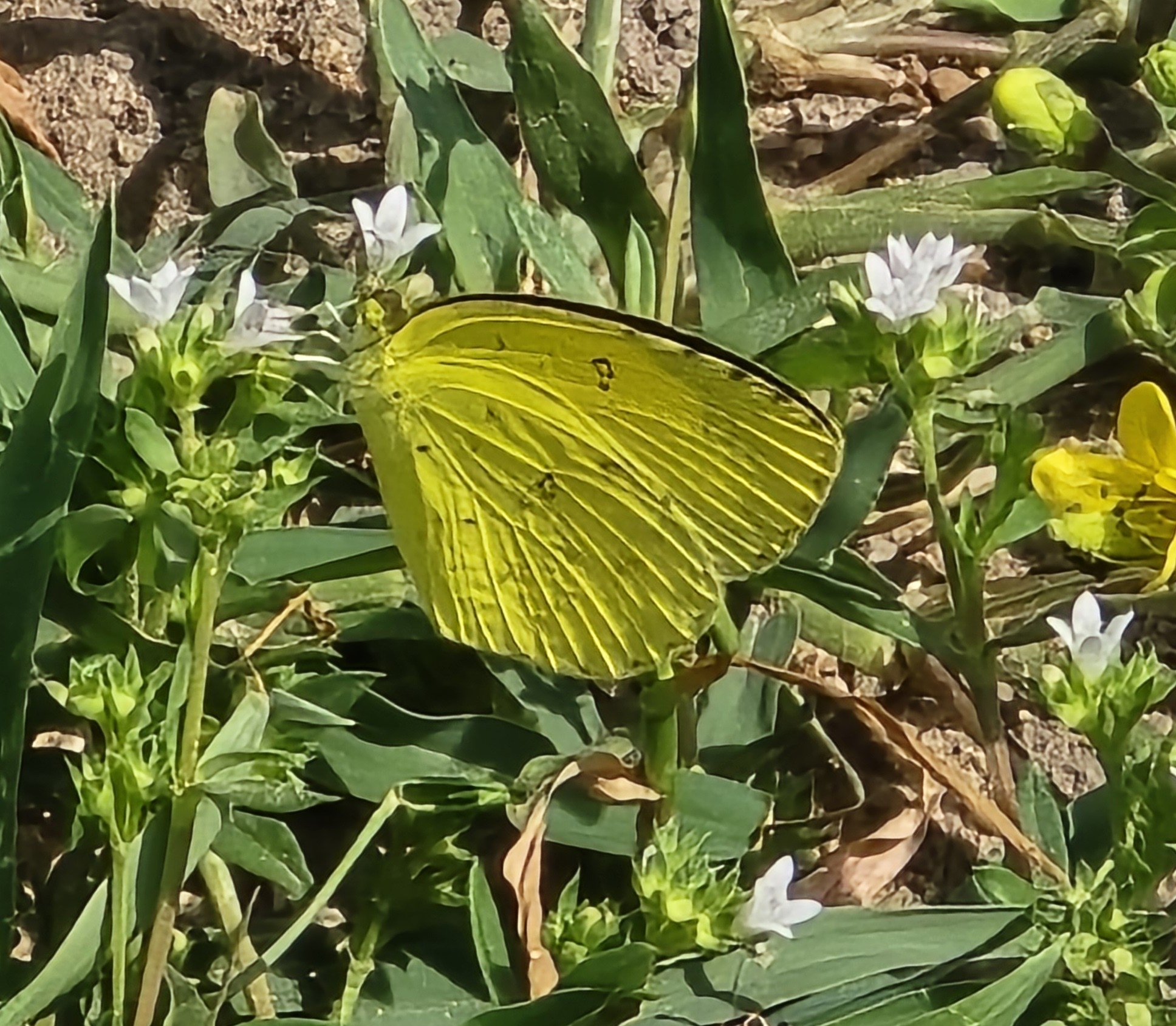 Common Grass Yellow