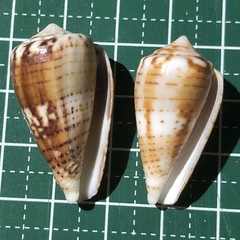 Conus boeticus