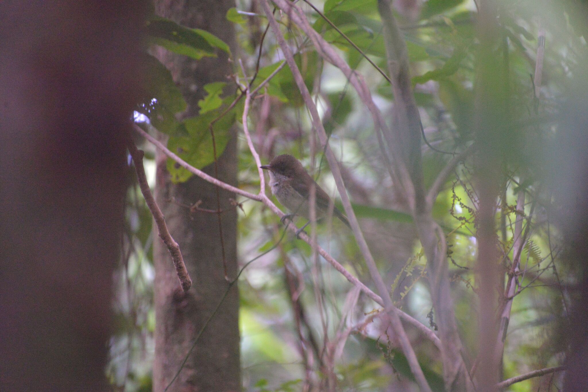 New Caledonian Whistler (Pachycephala caledonica), photo 8