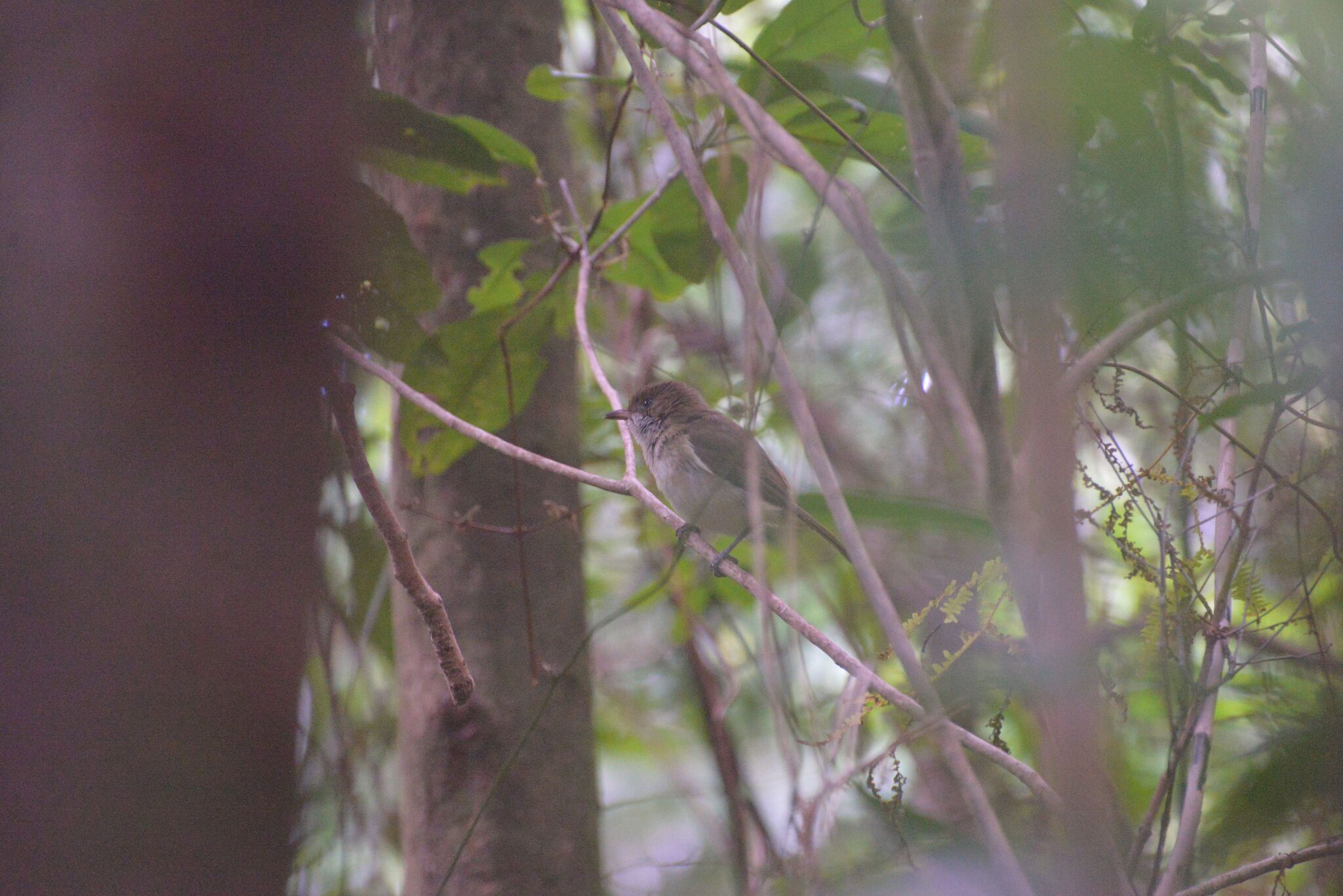 New Caledonian Whistler (Pachycephala caledonica), photo 10