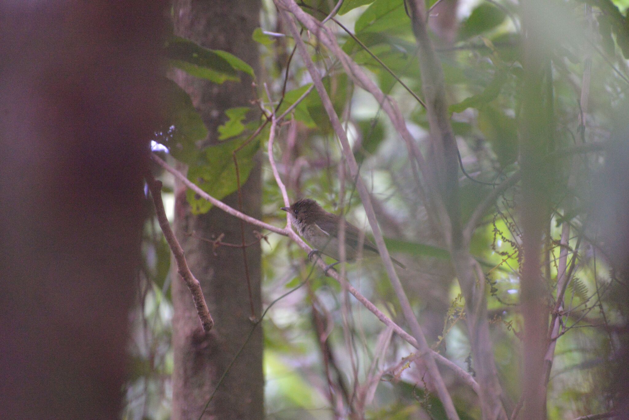 New Caledonian Whistler (Pachycephala caledonica), photo 9