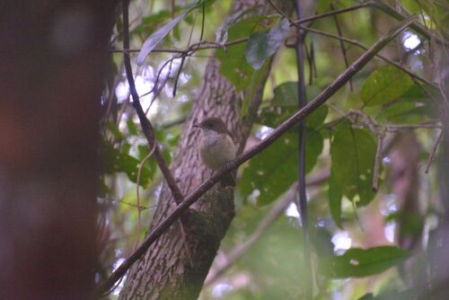 New Caledonian Whistler (Pachycephala caledonica)