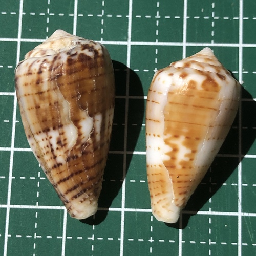 ツヤイモ