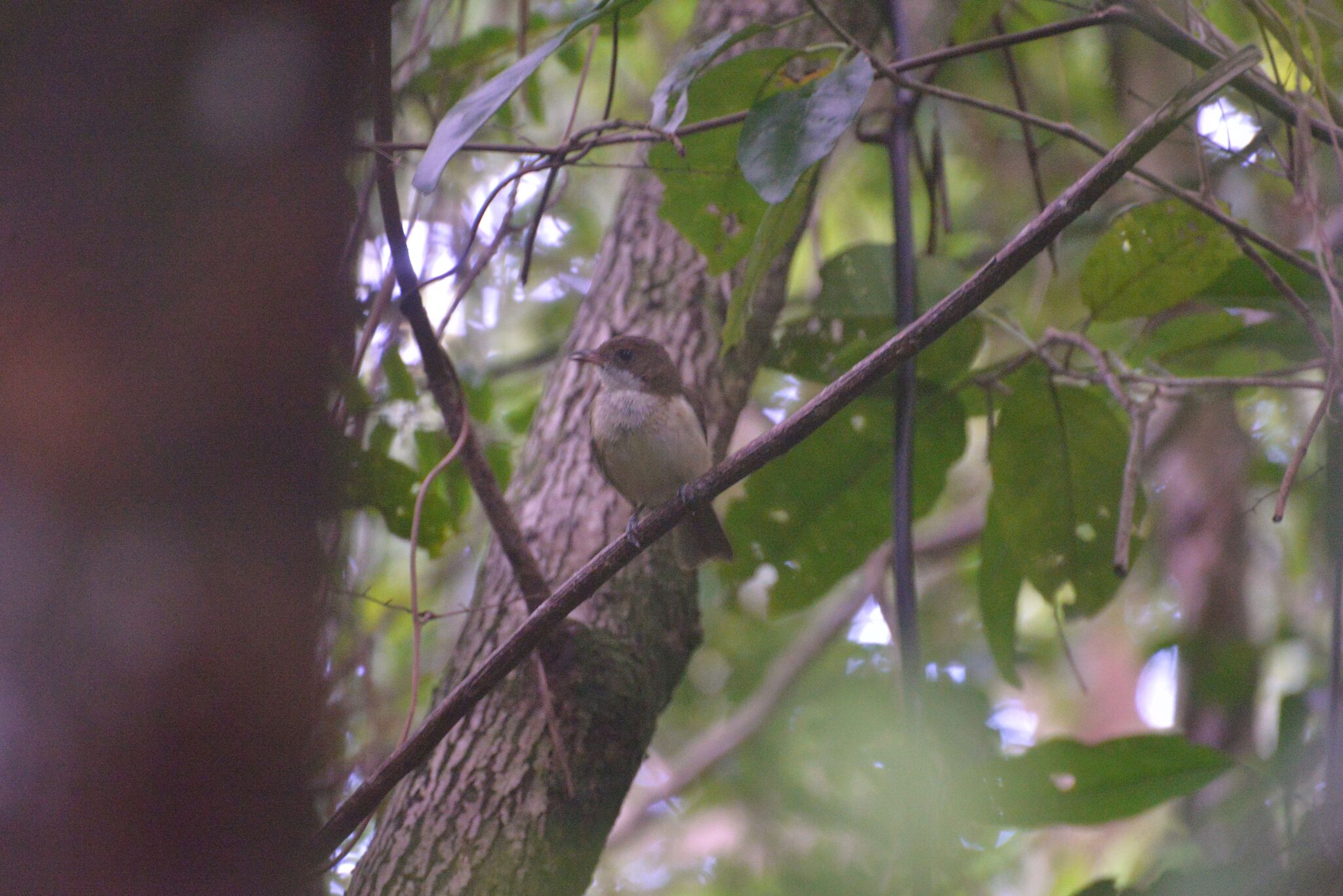 New Caledonian Whistler (Pachycephala caledonica), photo 2
